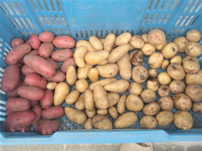 じゃがいも植え、収穫